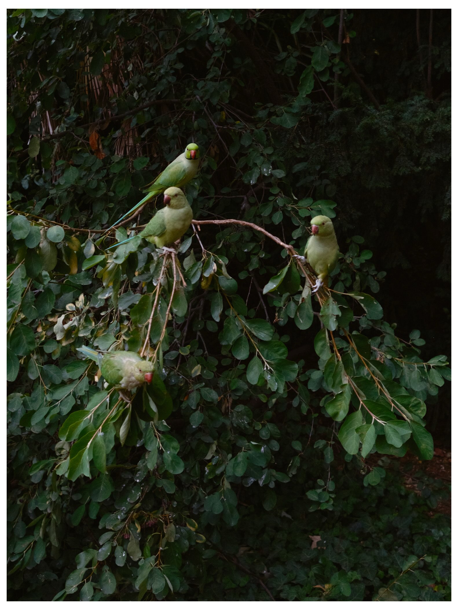 Green parakeets perched among leafy branches